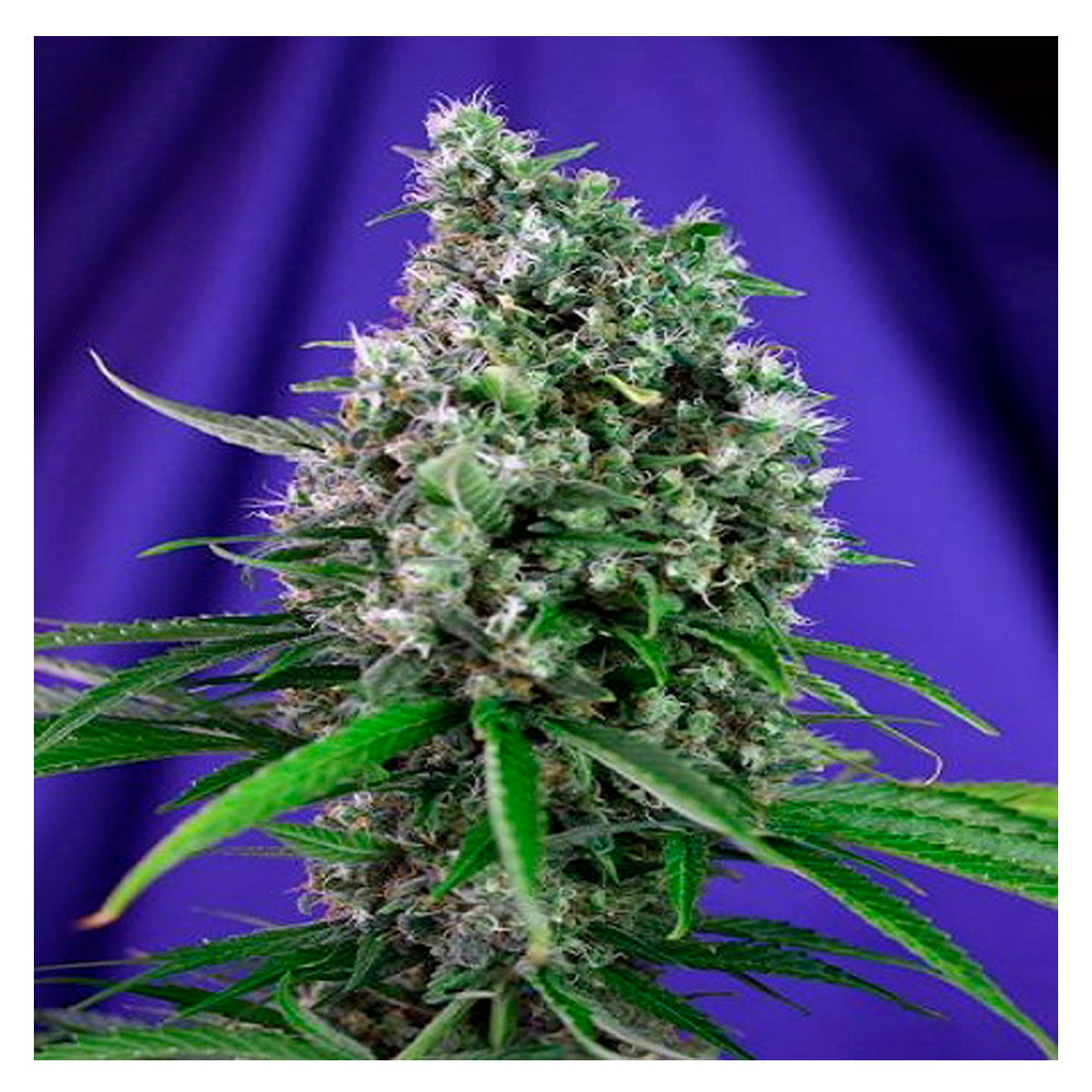 Sweet Trainwreck Auto