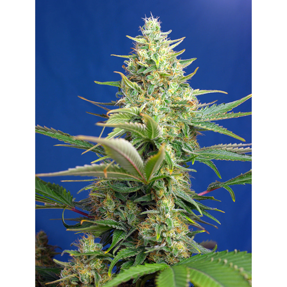 Sweet Pure Auto CBD 5+2
