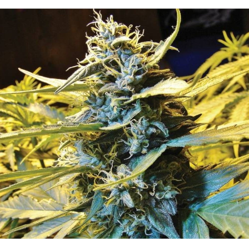 Auto Northern Hog