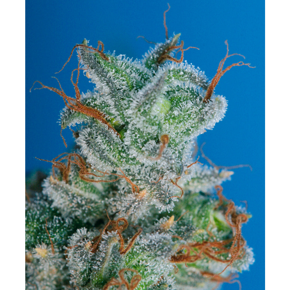 Burmese Kush
