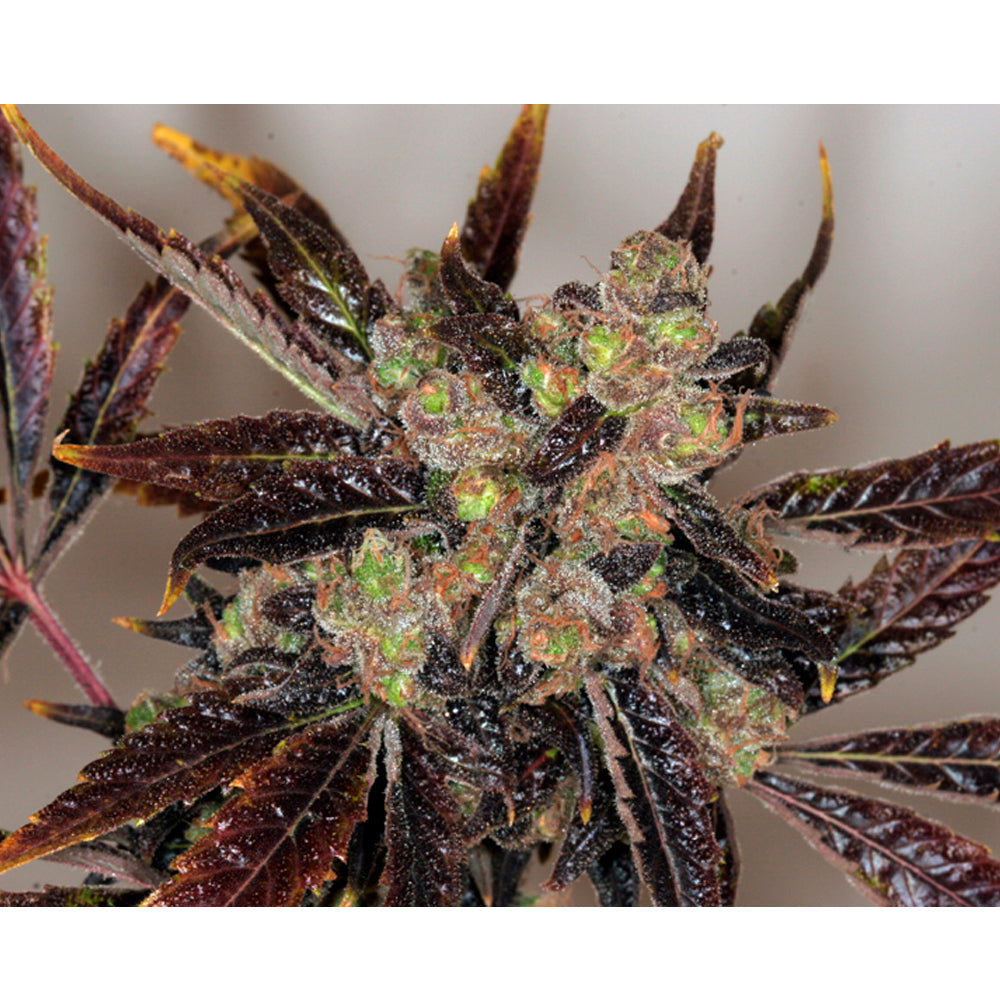 Da Purps