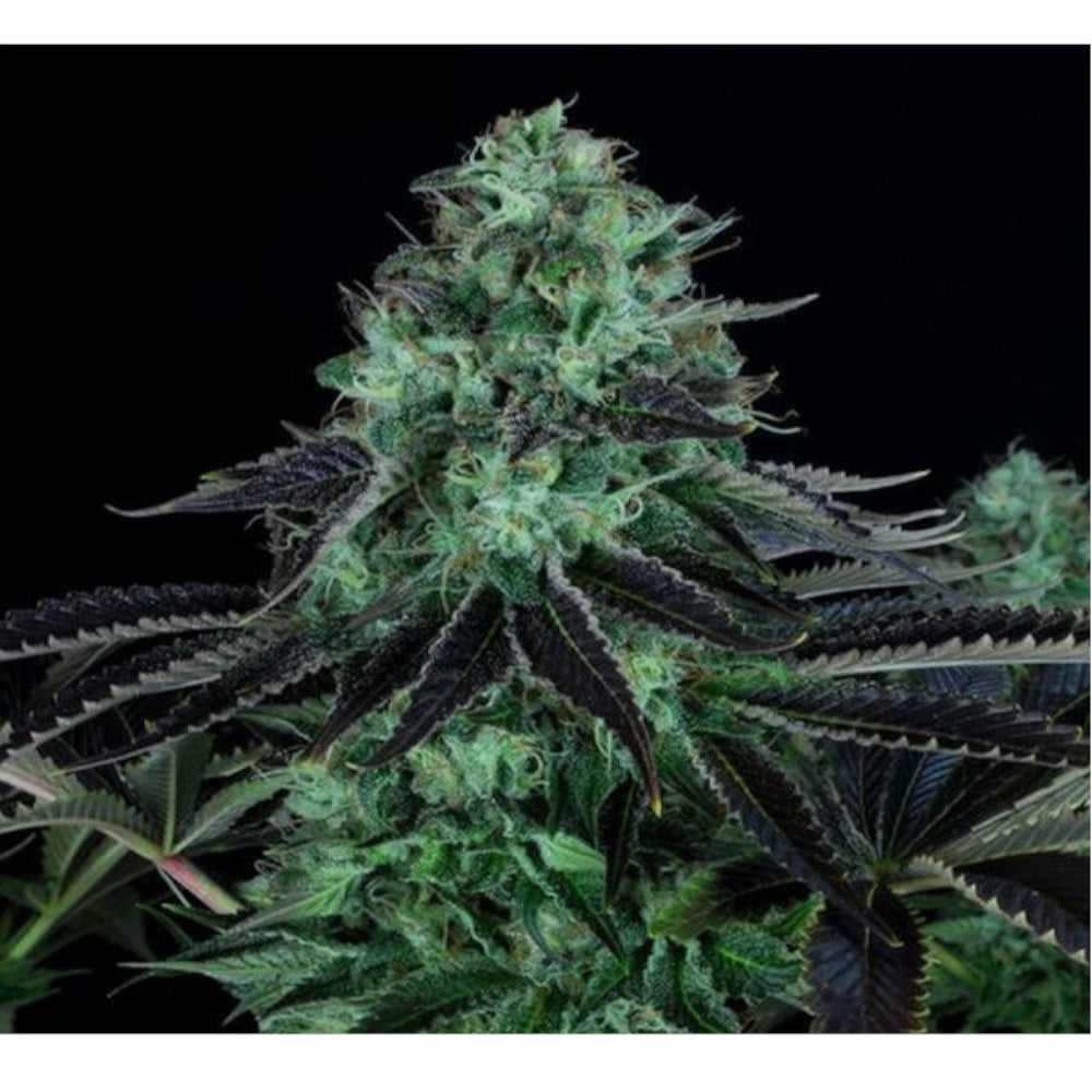 DarkStar