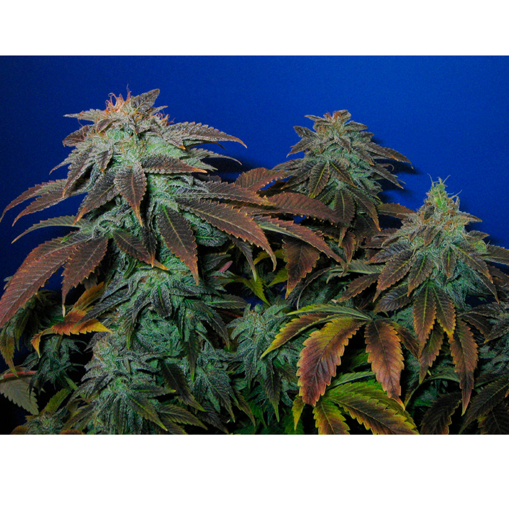Heavy Duty Fruity
