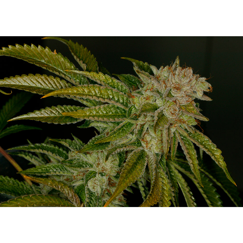 MK-Ultra