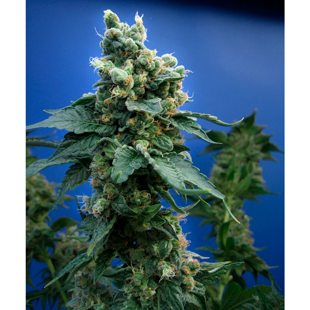 Sage 'n Sour
