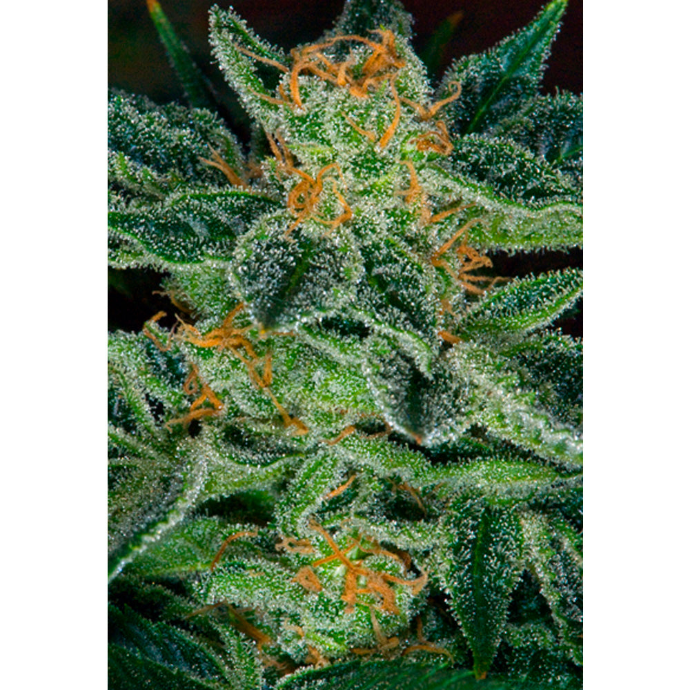Skunk XXX