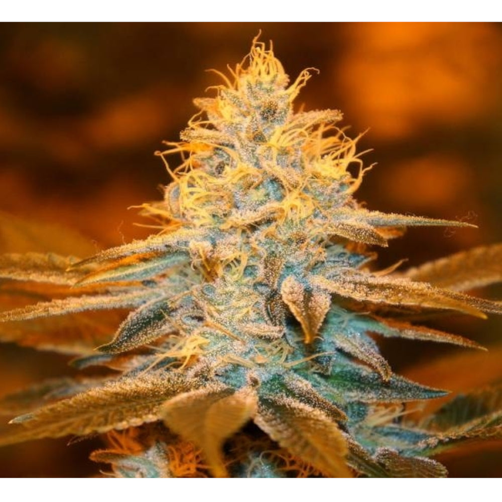 Strawberry Glue