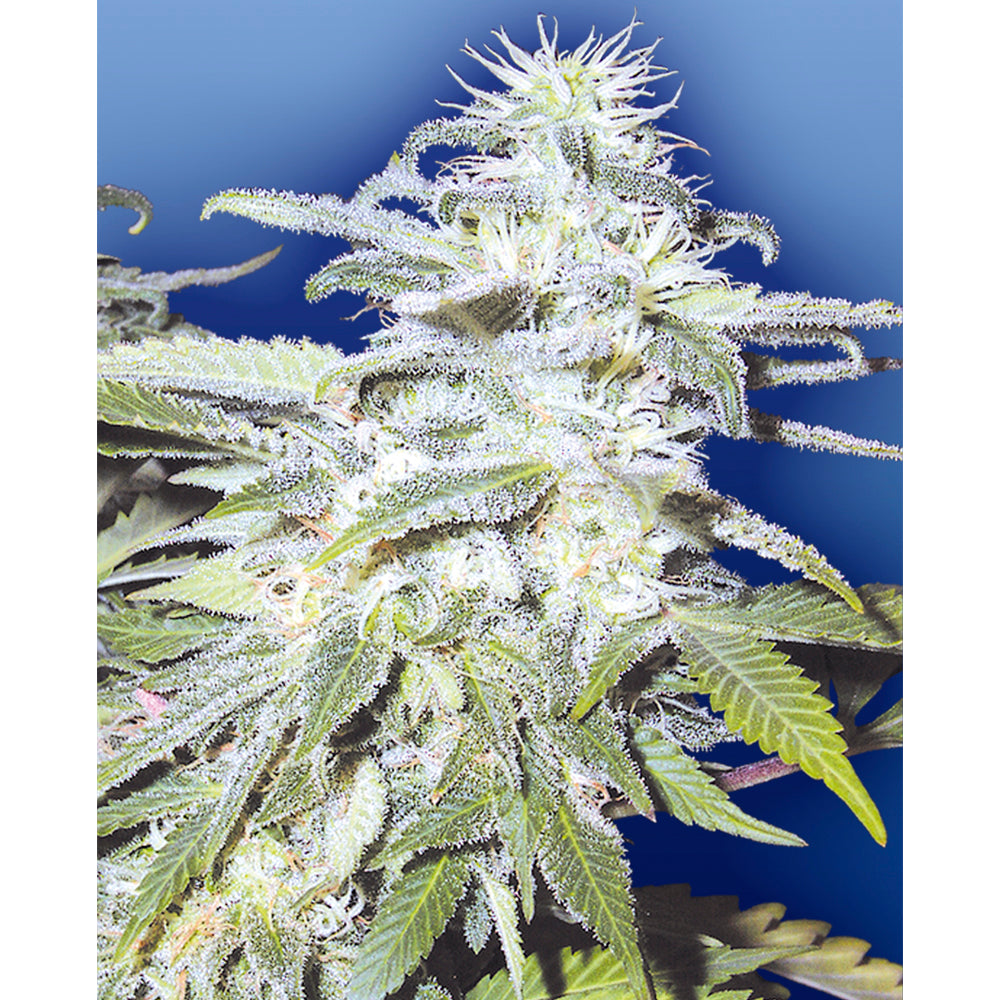 Afghanica
