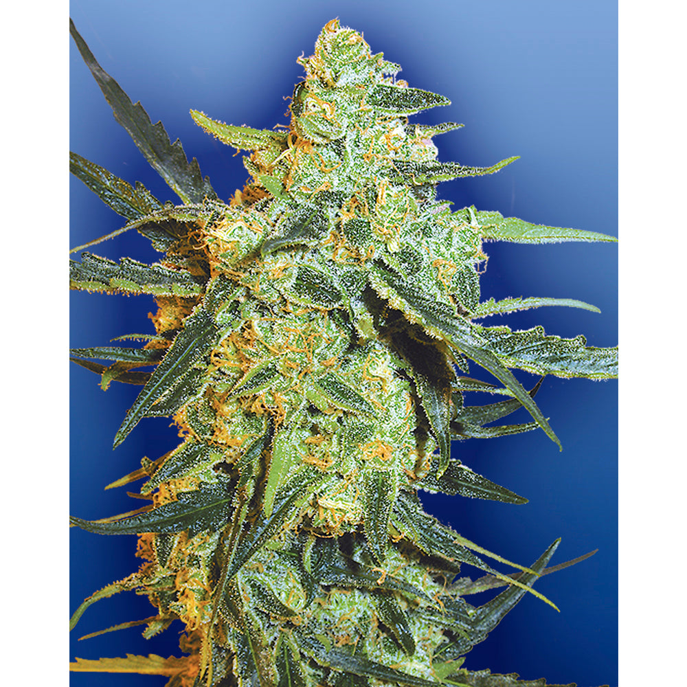 Blueberry Skunk