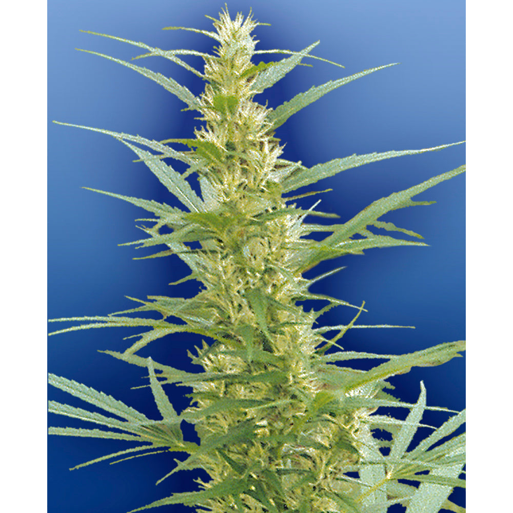 Mixed Sativa Diva's