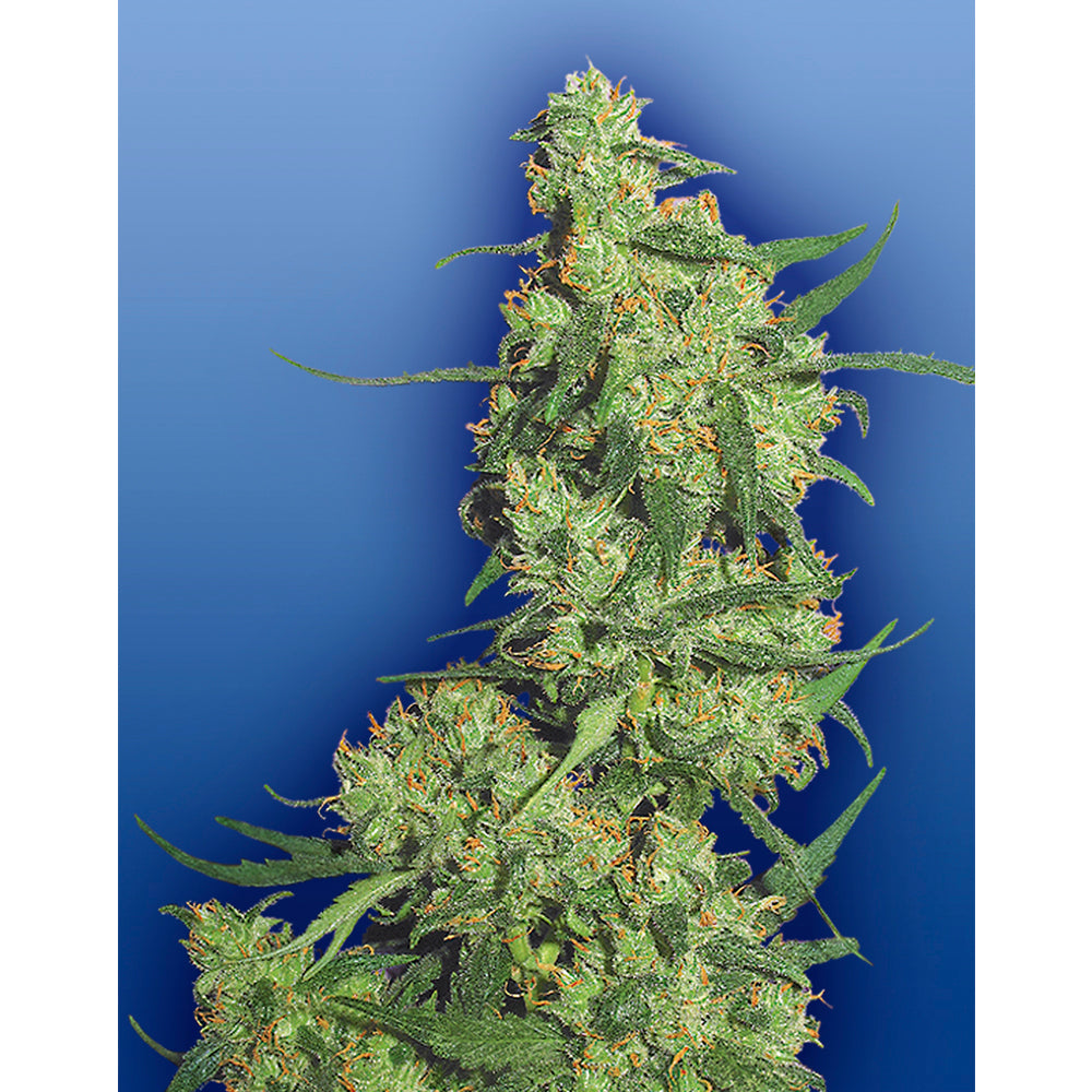 Nepal Kush