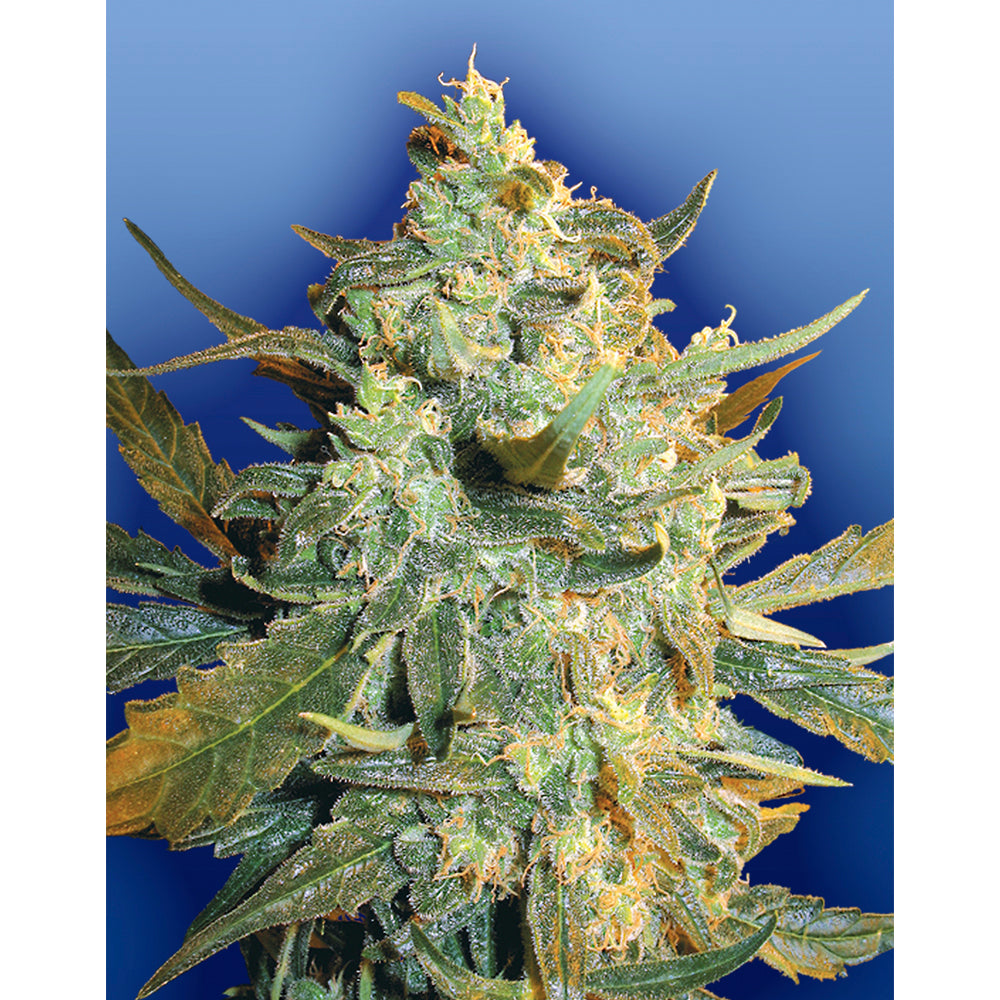 Power Skunk