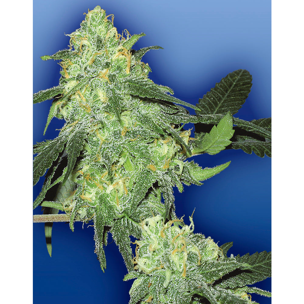 Skunk Classic