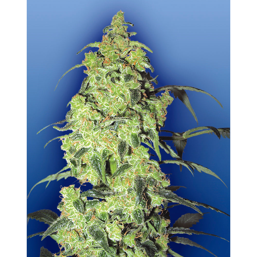 White Widow