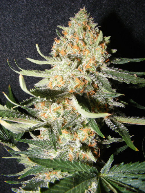 Exotic Kush