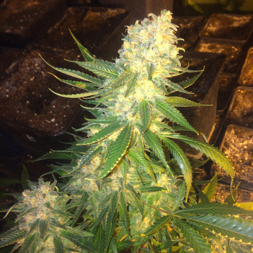 Mass kush