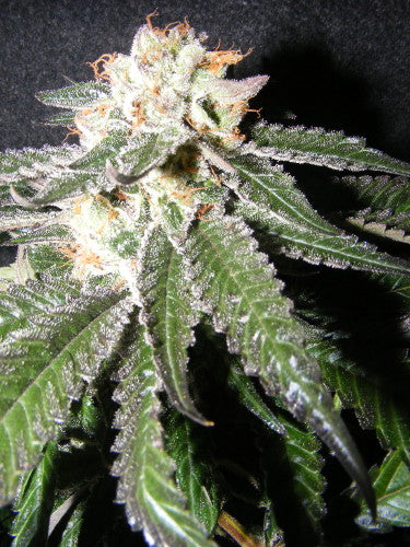 OG Cheese