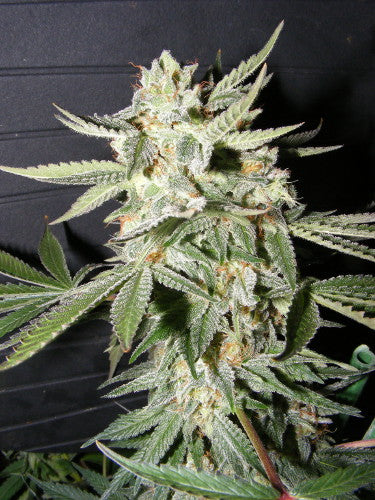 Confidencial Medicine