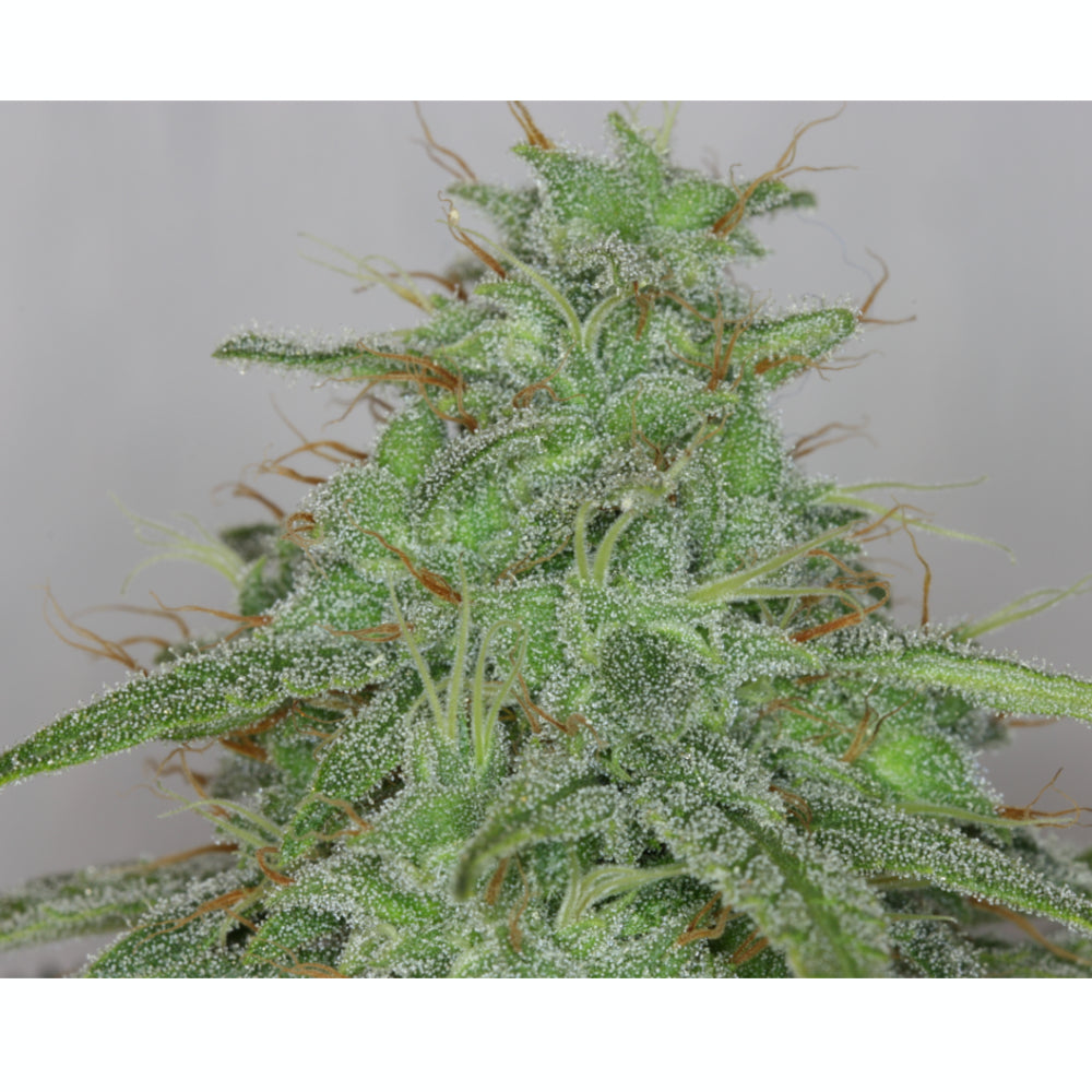 Candy Fruit Auto