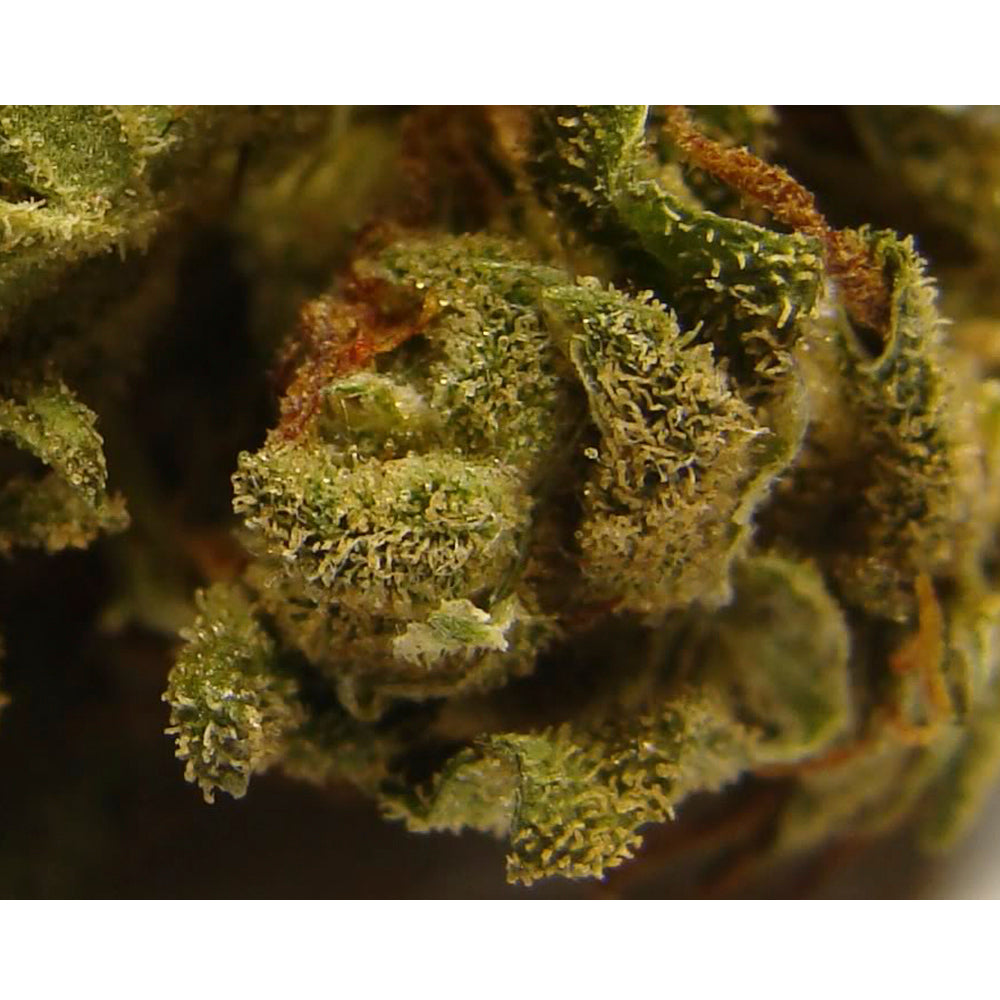 Afghani Auto