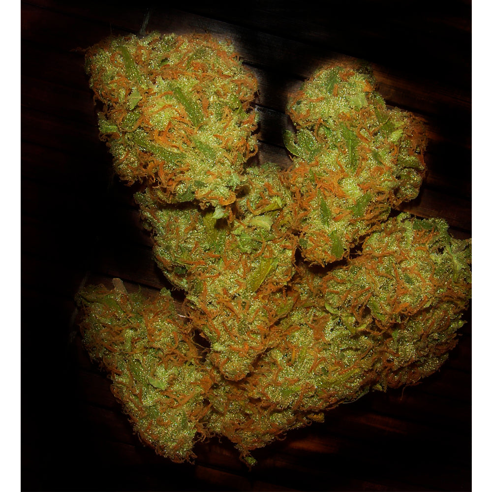 Amnesia Vip