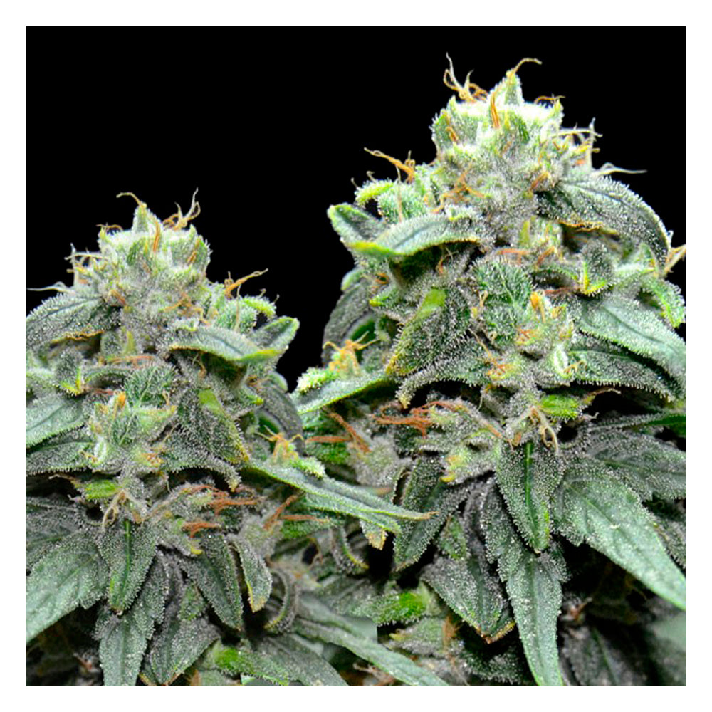 BL4QKFY4H Weed