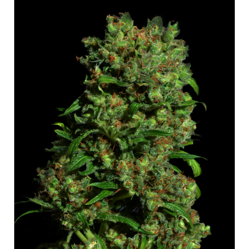 Critical VIP