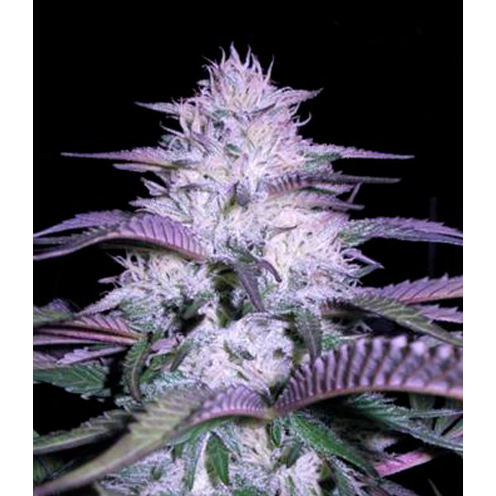 Currant Kush