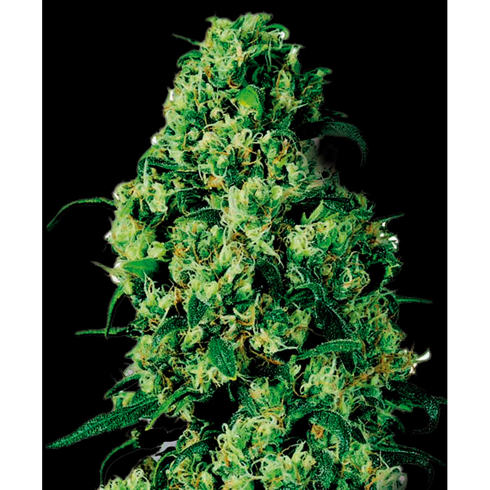 Dulce de Leche Auto