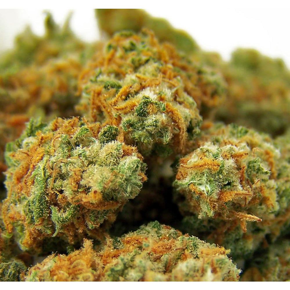 Indian Kush