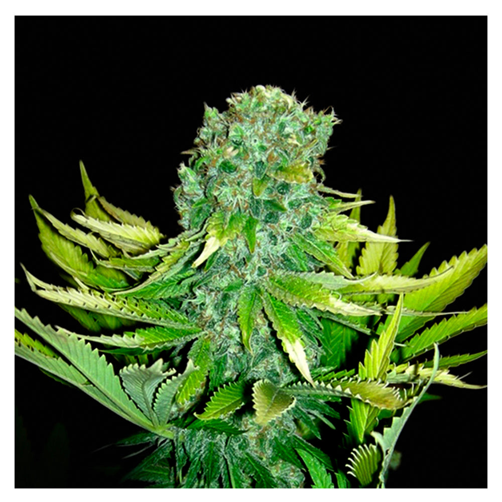 Love Cheese Auto