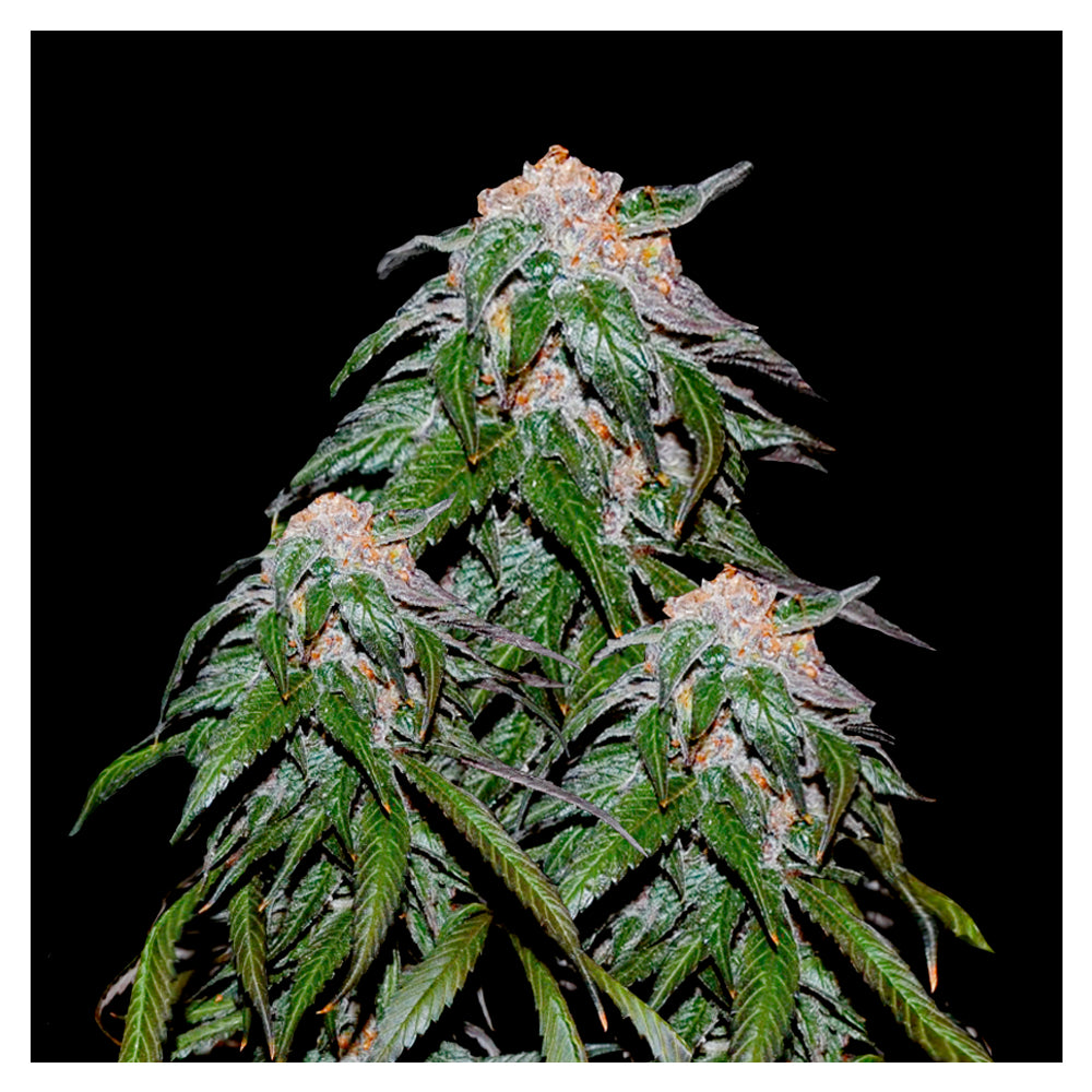Medical Vip
