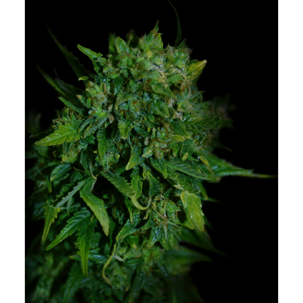 VIP Auto