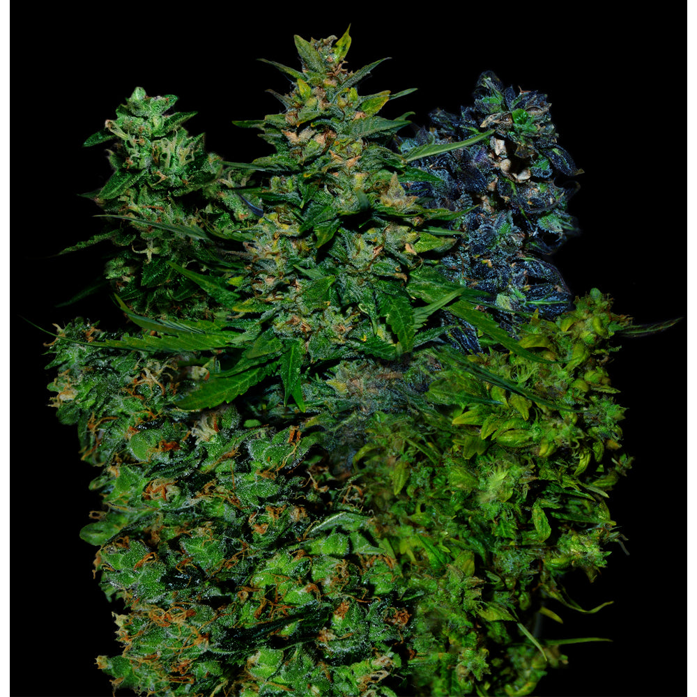 VIP Auto Mix