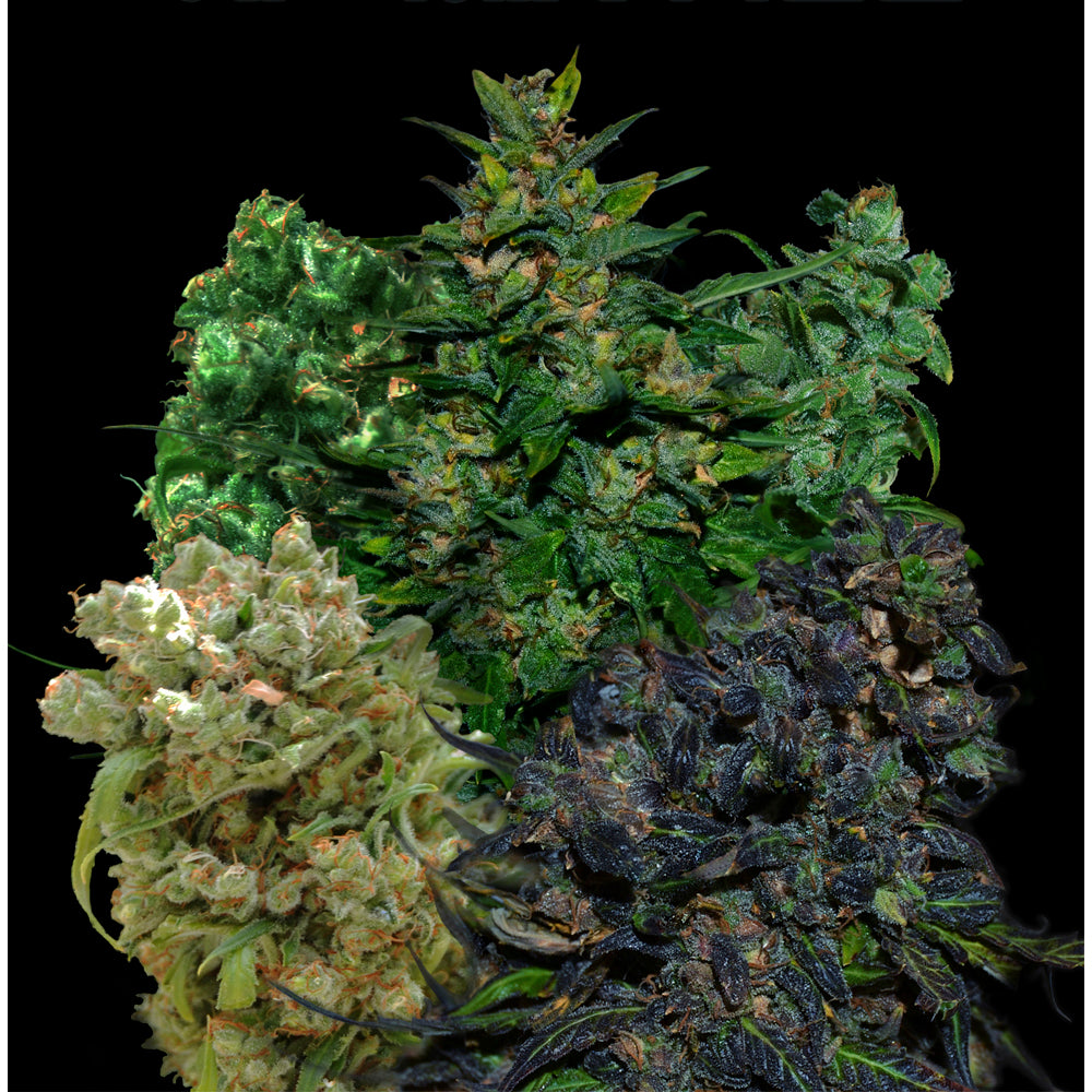 VIP Regular mix