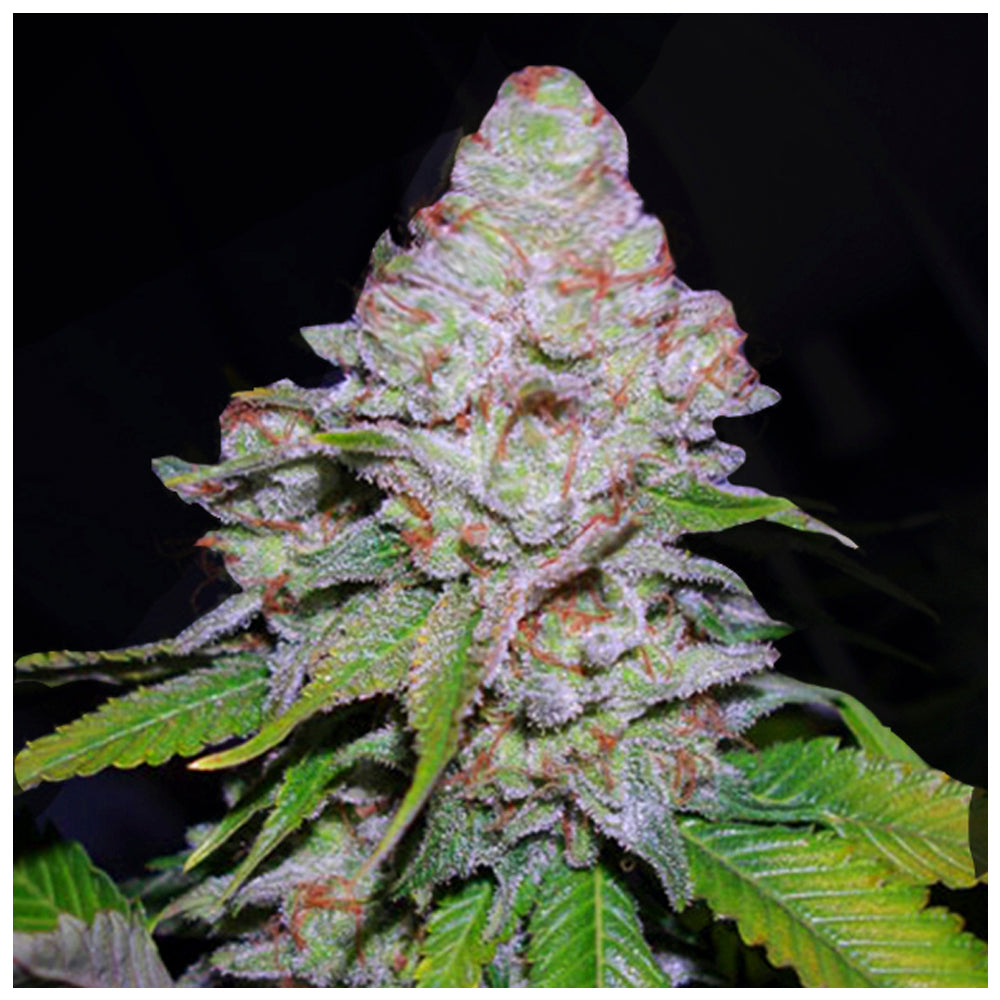 White Berry