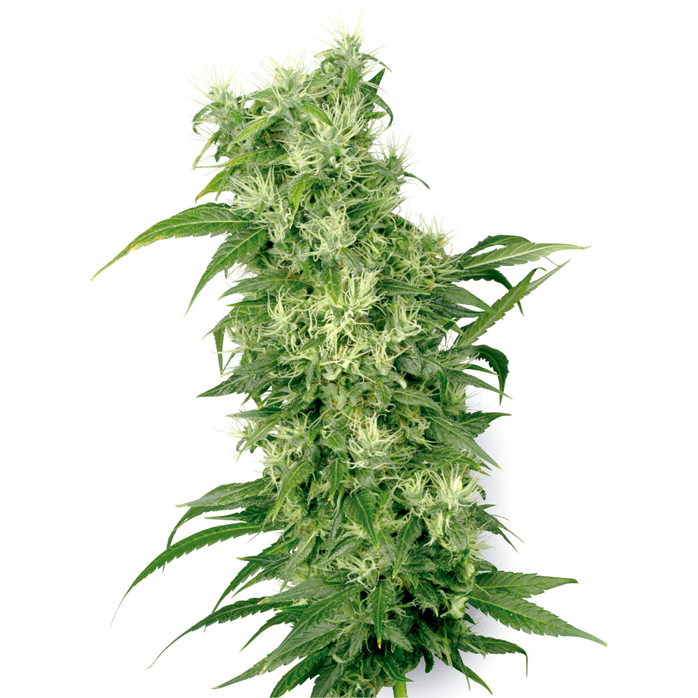 Female Mix