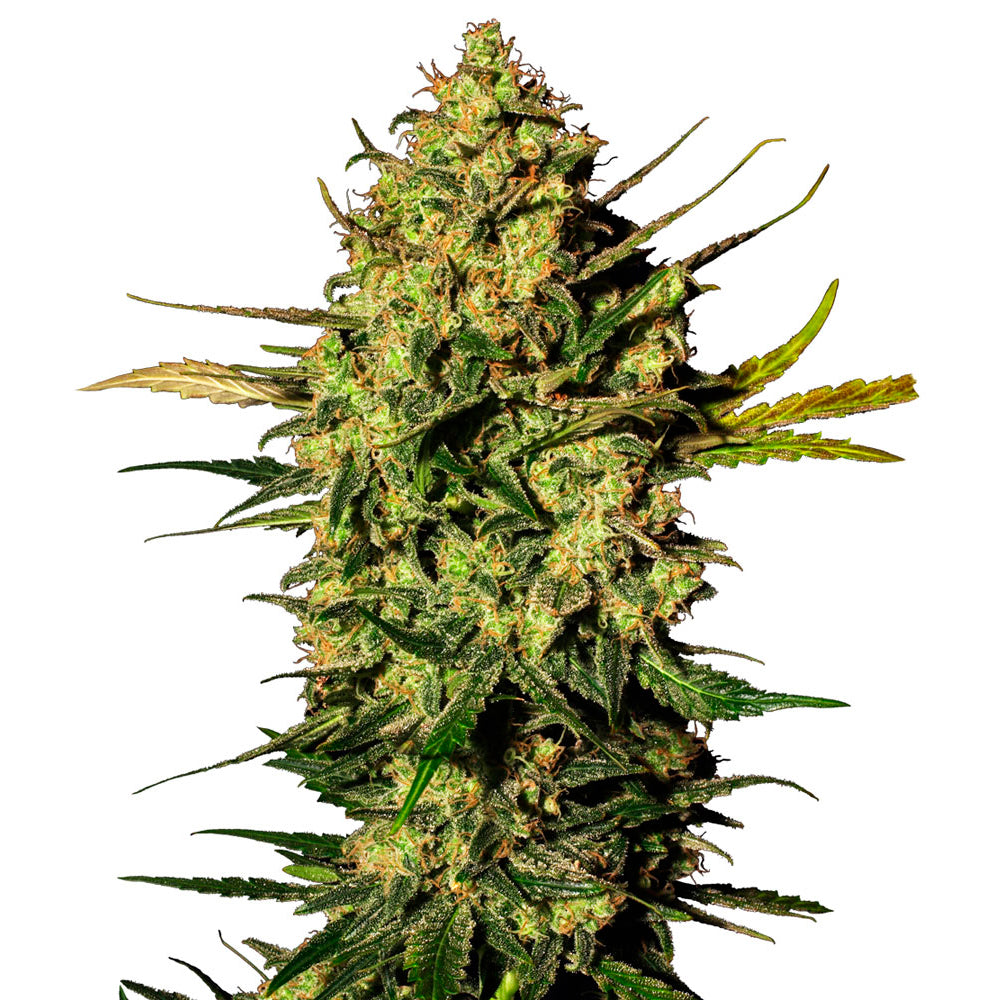 Master Kush Auto