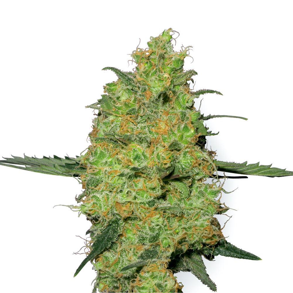 Master Kush