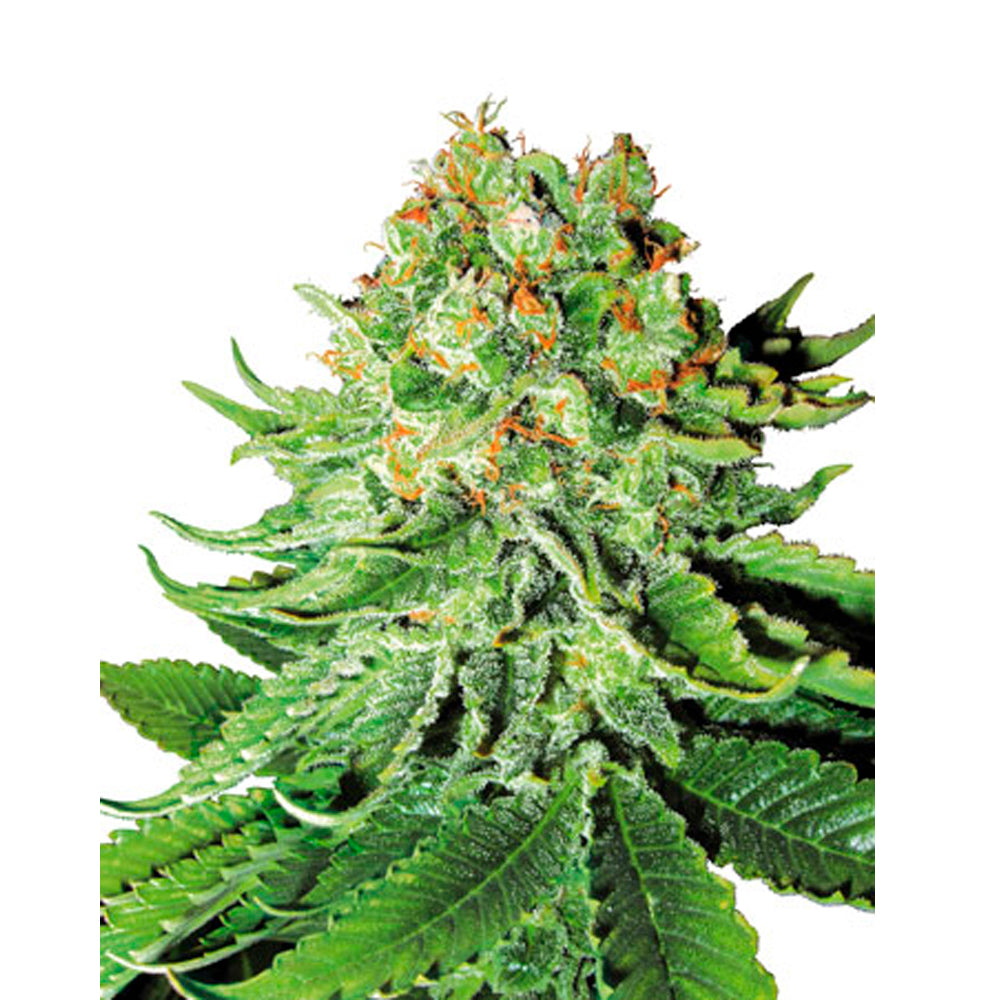 Northern Lights Automatic