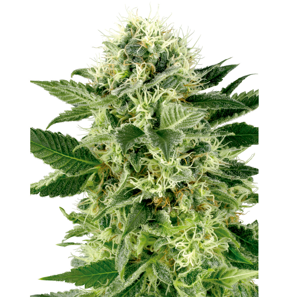 Northern Lights