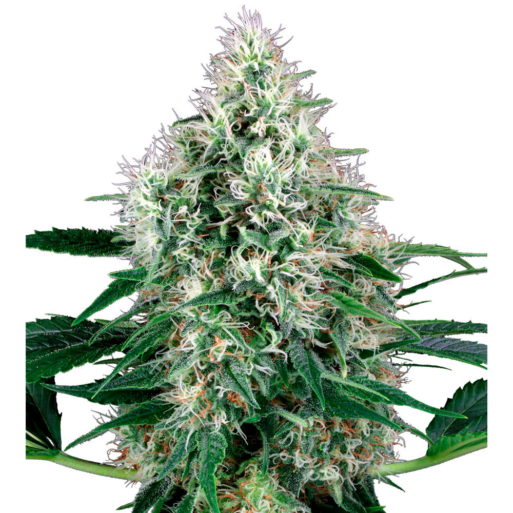 Power Plant Auto