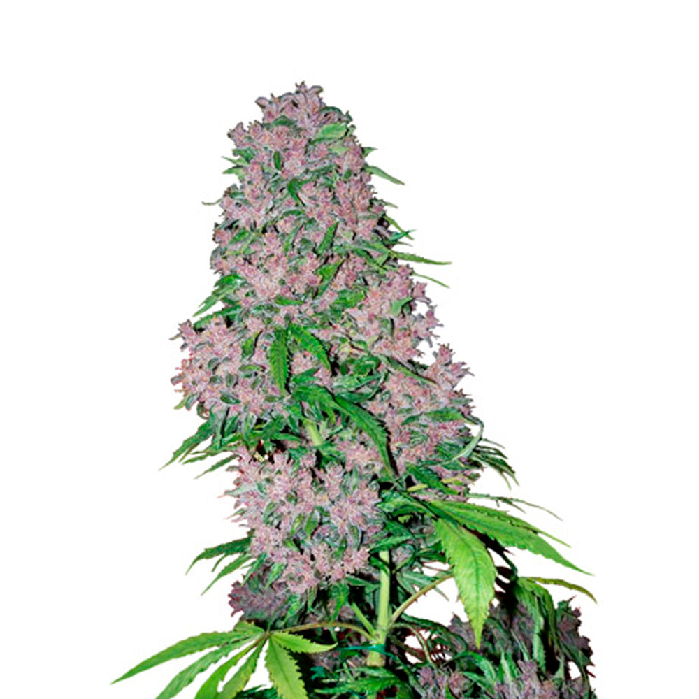 Purple Bud