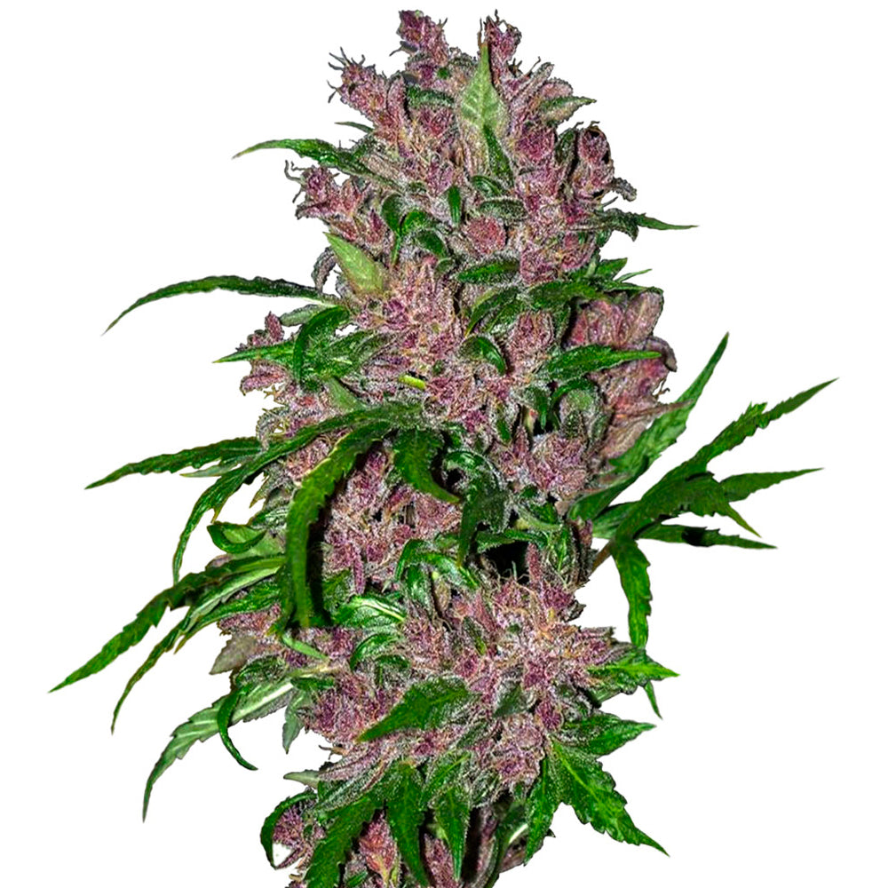 Purple Bud Auto