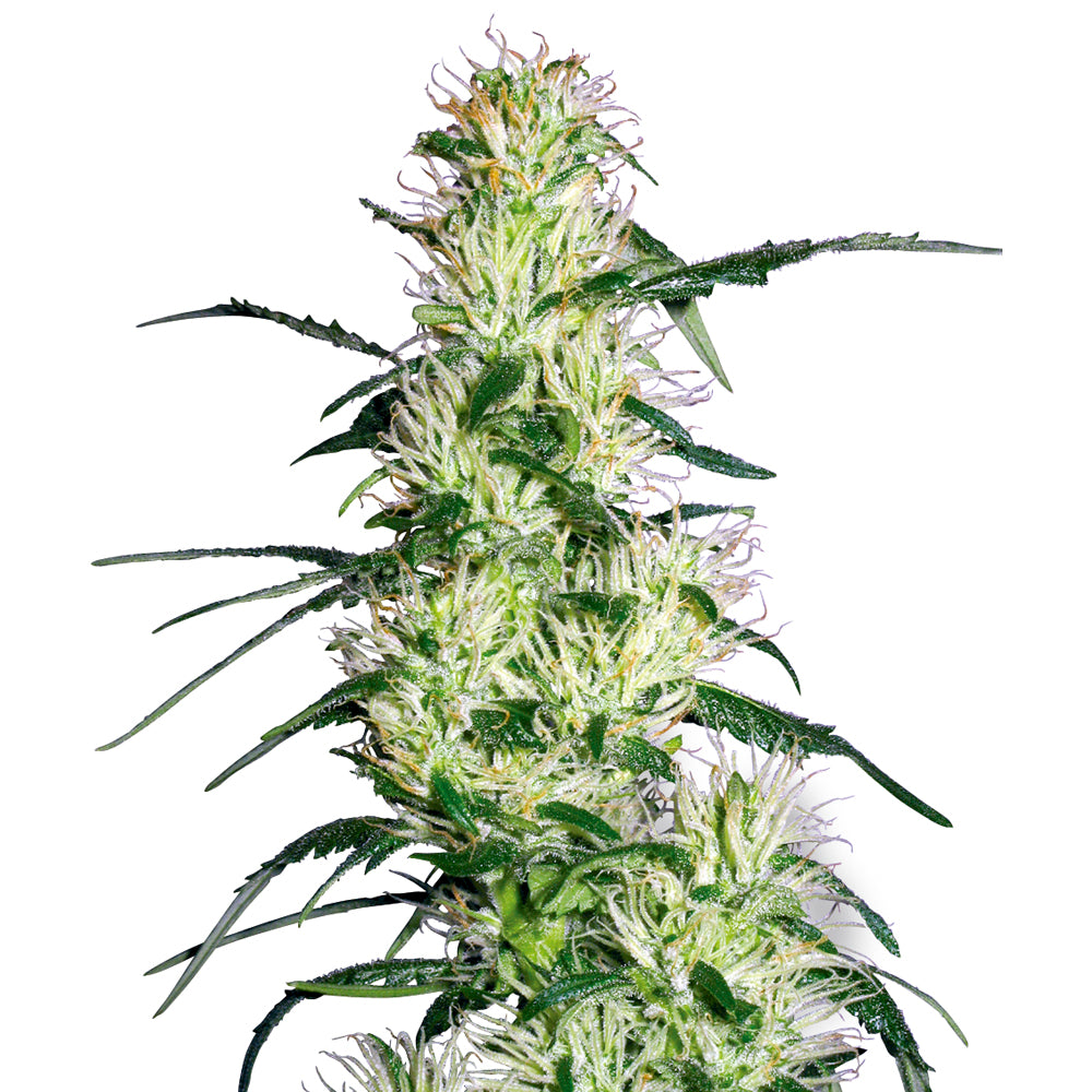 Purple Haze