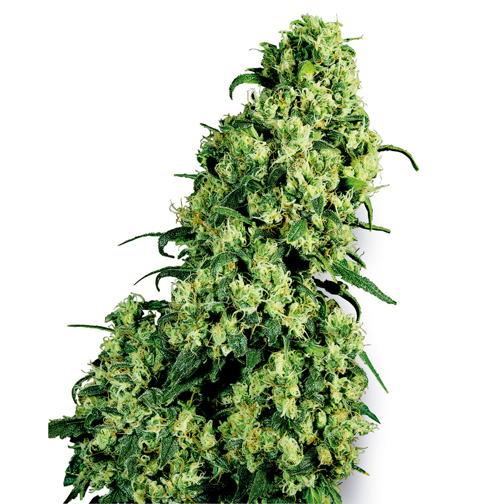Skunk No-1