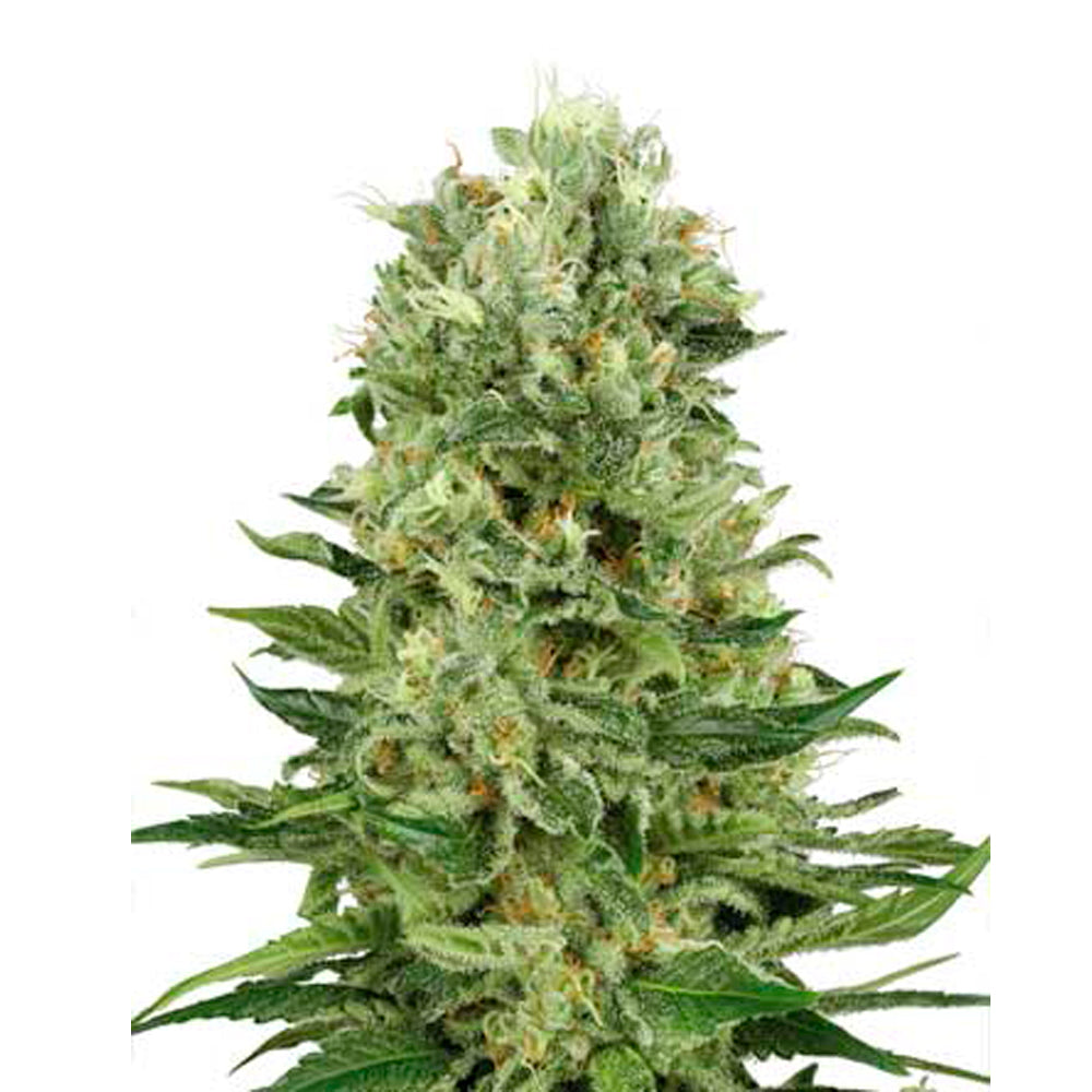 Skunk Automatic