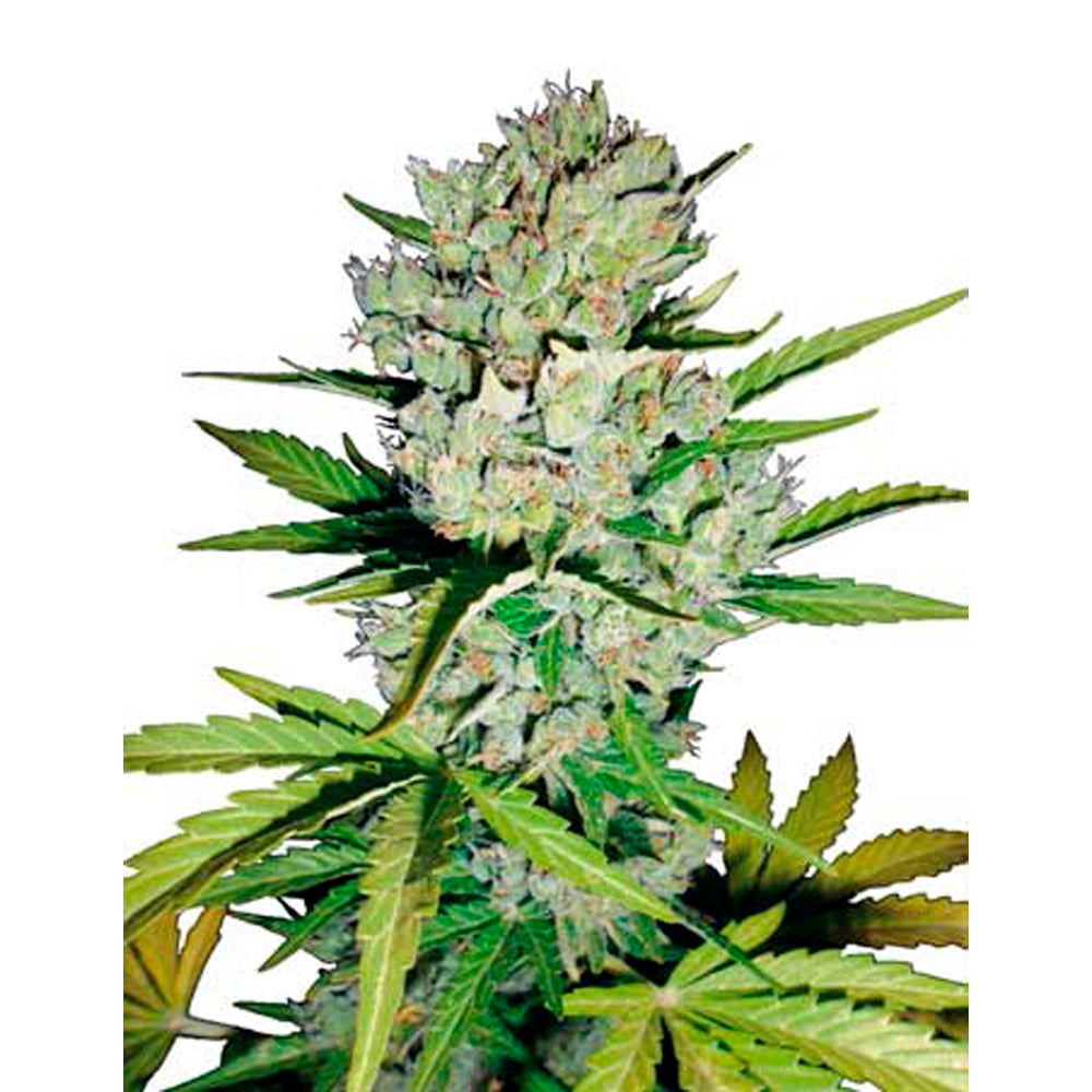Super Skunk Automatic