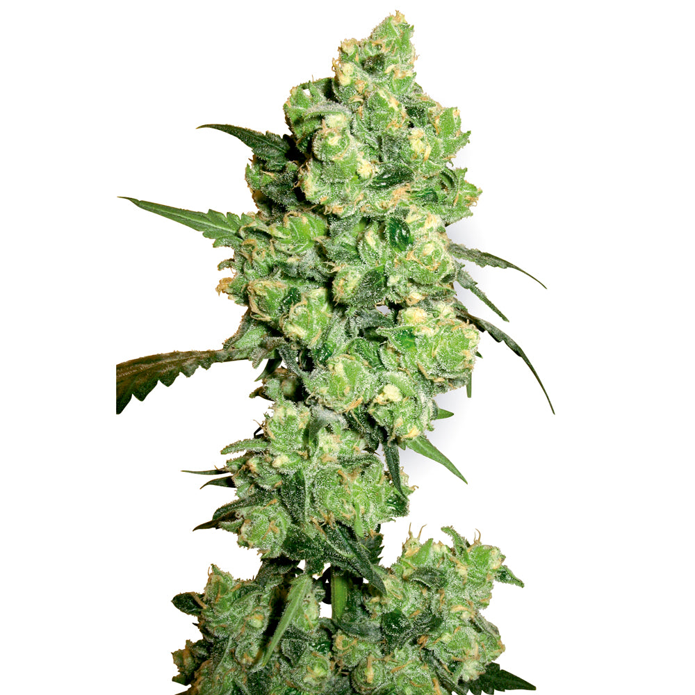 Super Skunk