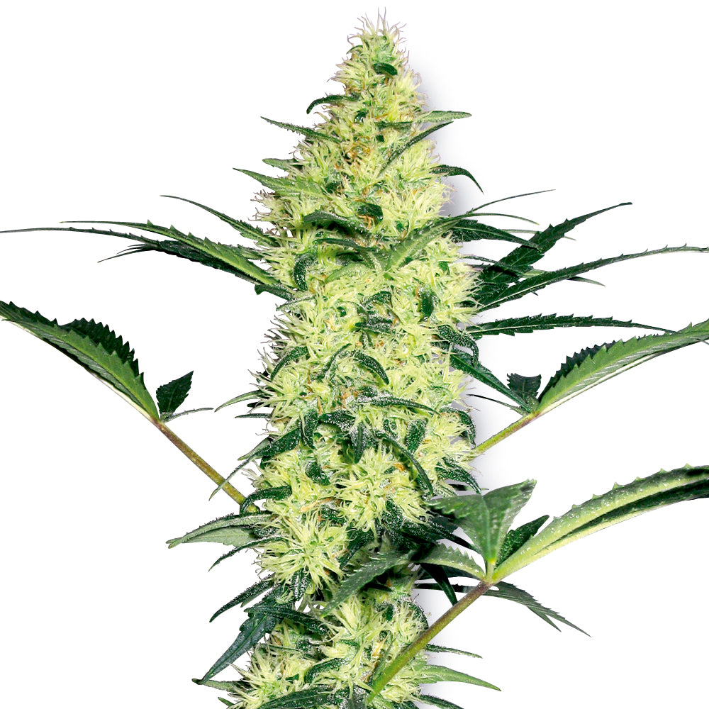 White Diesel